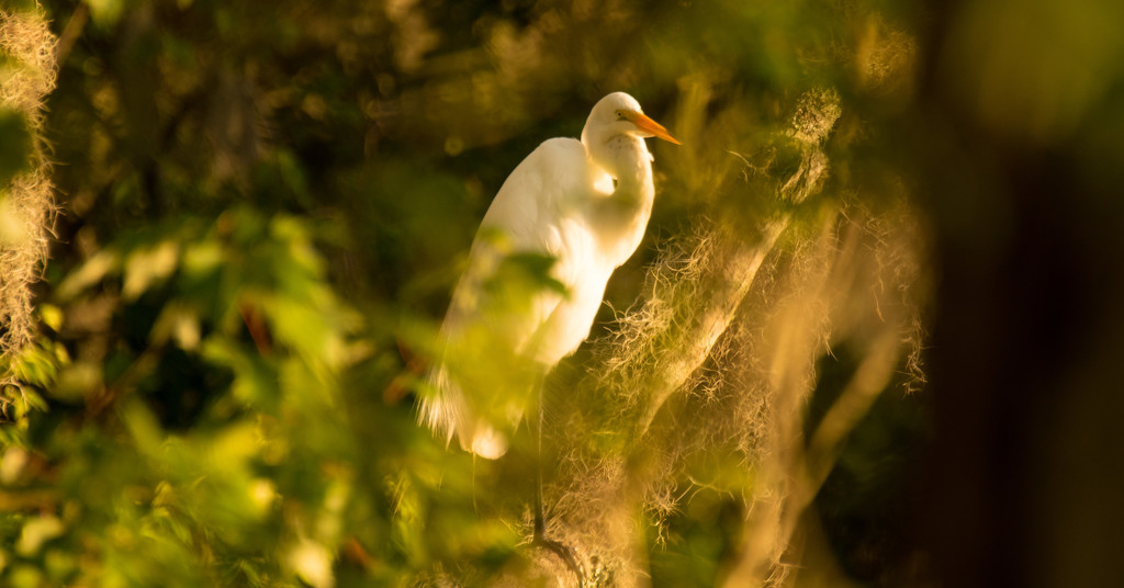 Egret Waiting for Sunset! by rickster549