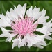 Pretty Blossom by joysfocus