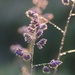 dewy weeds by lynnz