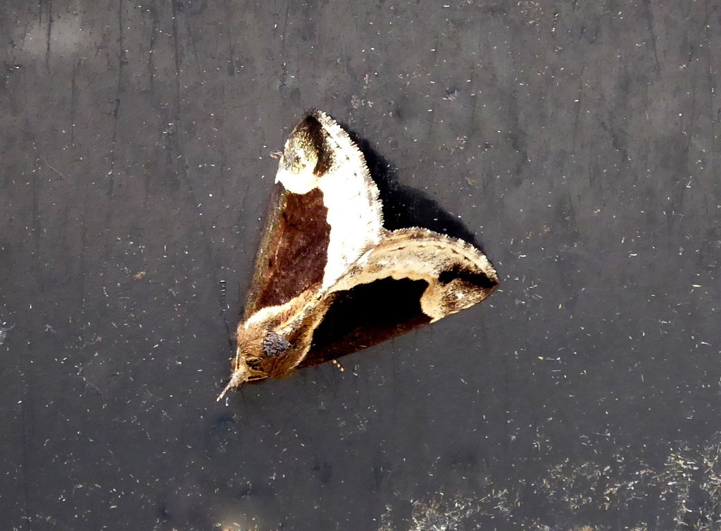 Moths of Wales 3 Beautiful Snout by steveandkerry