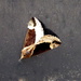 Moths of Wales 3 Beautiful Snout by steveandkerry