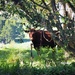 A curious cow  by Dawn
