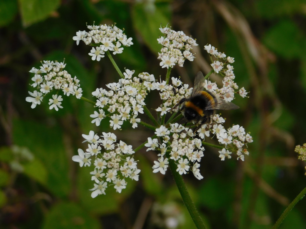  Bee on Cow Parsley by 365anne
