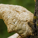 Mushroom by farmreporter