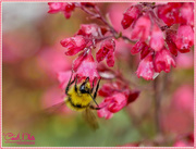 9th Jun 2017 - Bee And Heuchera Flowers