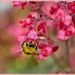 Bee And Heuchera Flowers by carolmw