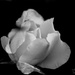 Rose In Mono (best viewed on black) by carolmw