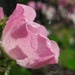 Rain drops on roses. .  by jokristina