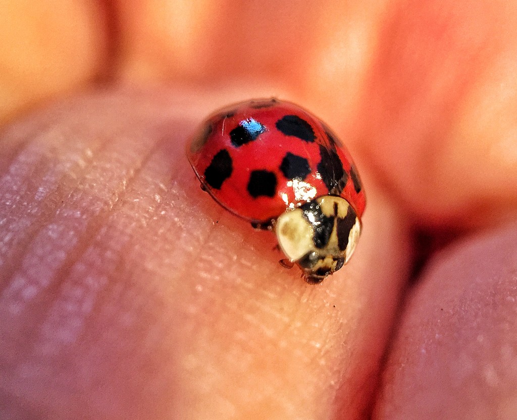Hello ladybug by cocobella