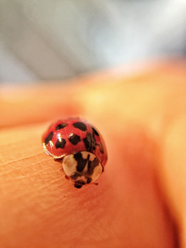 Ladybug  by cocobella