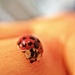 Ladybug  by cocobella