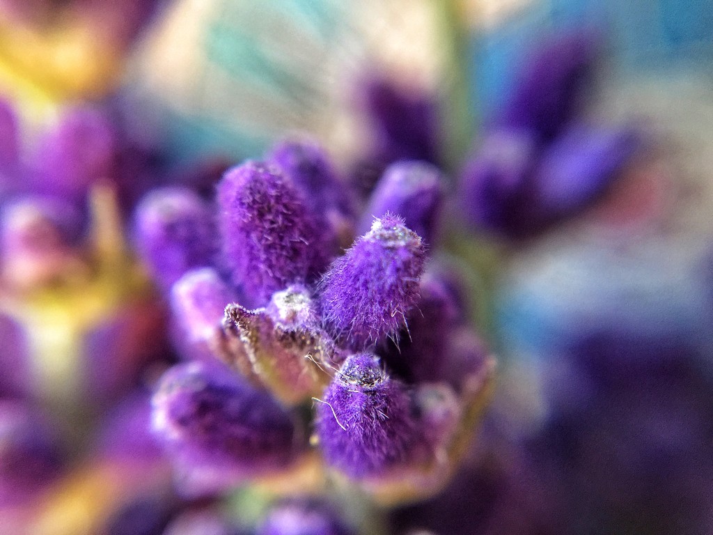 Hairy lavender  by cocobella