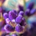 Hairy lavender  by cocobella