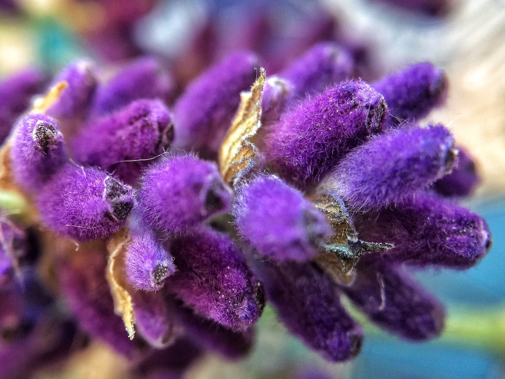 Macro lavender.  by cocobella