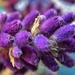 Macro lavender.  by cocobella