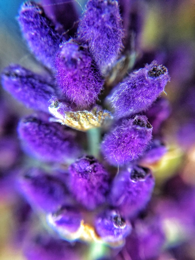 Lavande = lavender.  by cocobella
