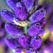 Lavande = lavender.  by cocobella