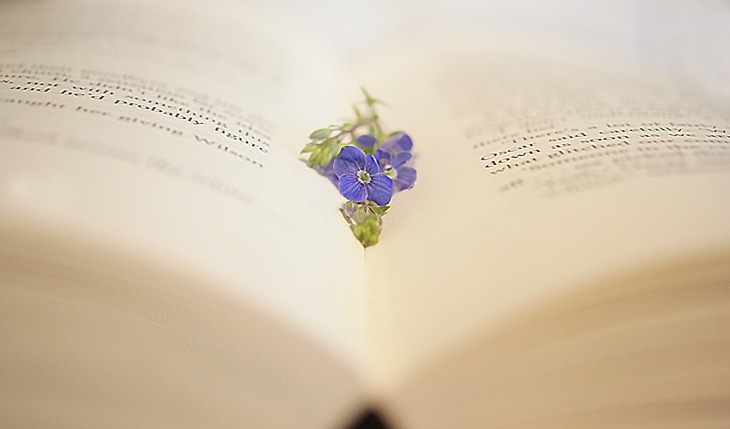 Book of Flowers by jesperani