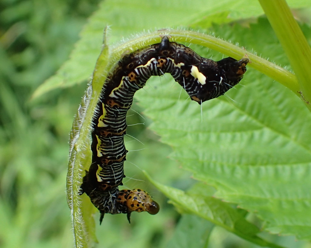 Mystery Caterpillar by cjwhite