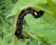 9th Jun 2017 - Mystery Caterpillar