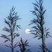 blue hour moon by aecasey
