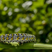 Caterpillar by tonygig