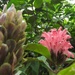 DSCN1852 exotic flowers by marijbar