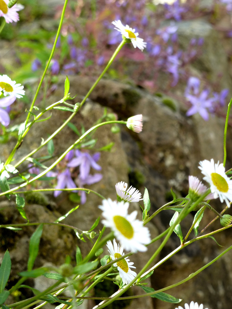 Flowers on the stone wall by snowy