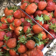 5th Jun 2017 - Strawberries 