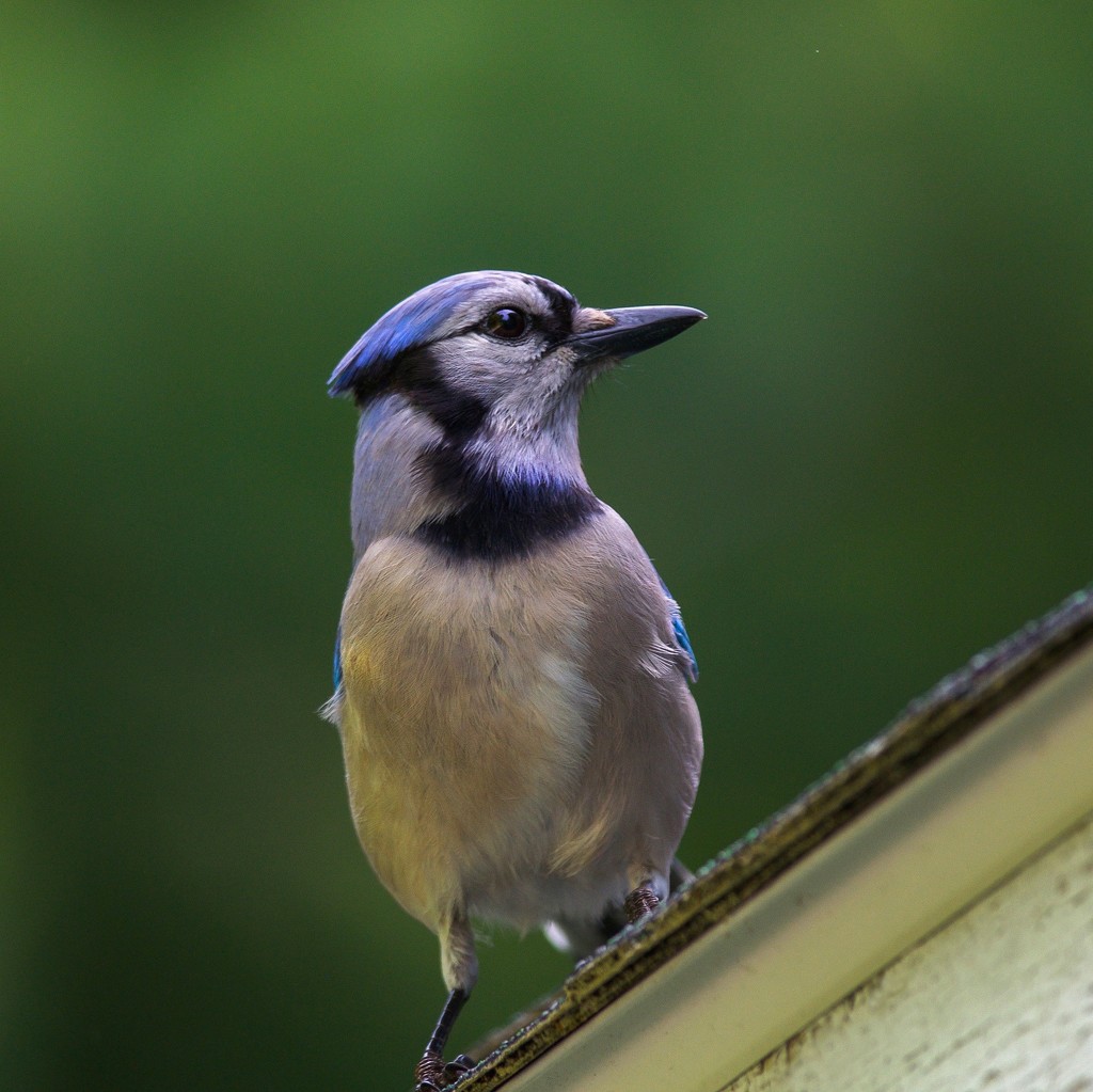 Bluejay on the barn roof by berelaxed