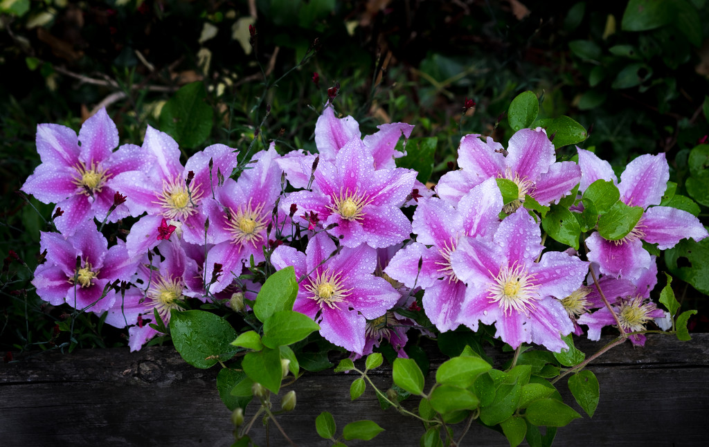 PLAY: Clematis after the rain. by vignouse