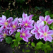 PLAY: Clematis after the rain. by vignouse