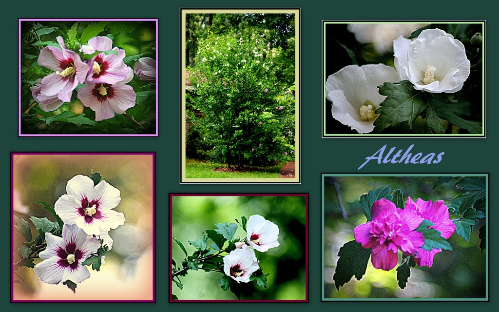 Althea or Rose of Sharon by vernabeth