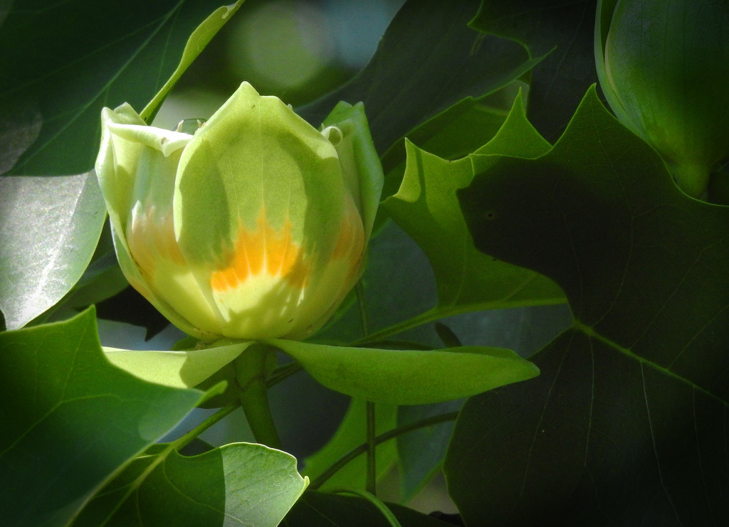 tulip tree blossom by amyk