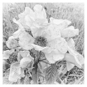 9th Jun 2017 - Prairie Rose Beauty