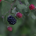 Blackberry Ripening by jnorthington