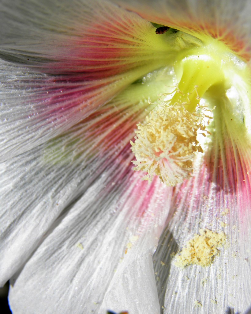 Pollen by daisymiller