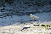 9th Jun 2017 - Egret