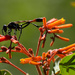 Wasp of Some Sort! by rickster549