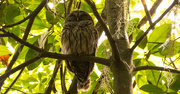 9th Jun 2017 - Finally Found My Barred Owl!