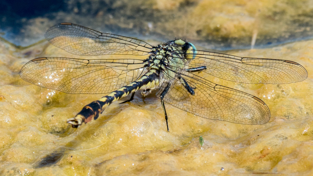 Dragonfly Closeup by rminer