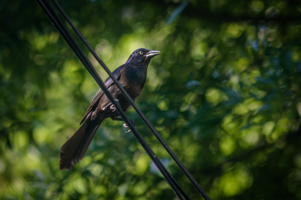 Crow on Wire by jbritt