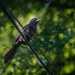 Crow on Wire by jbritt