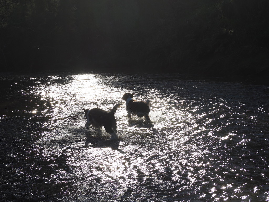 Mintee and Flynn in a stream . by Dawn