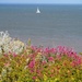 Sailing with Wild Flowers by will_wooderson