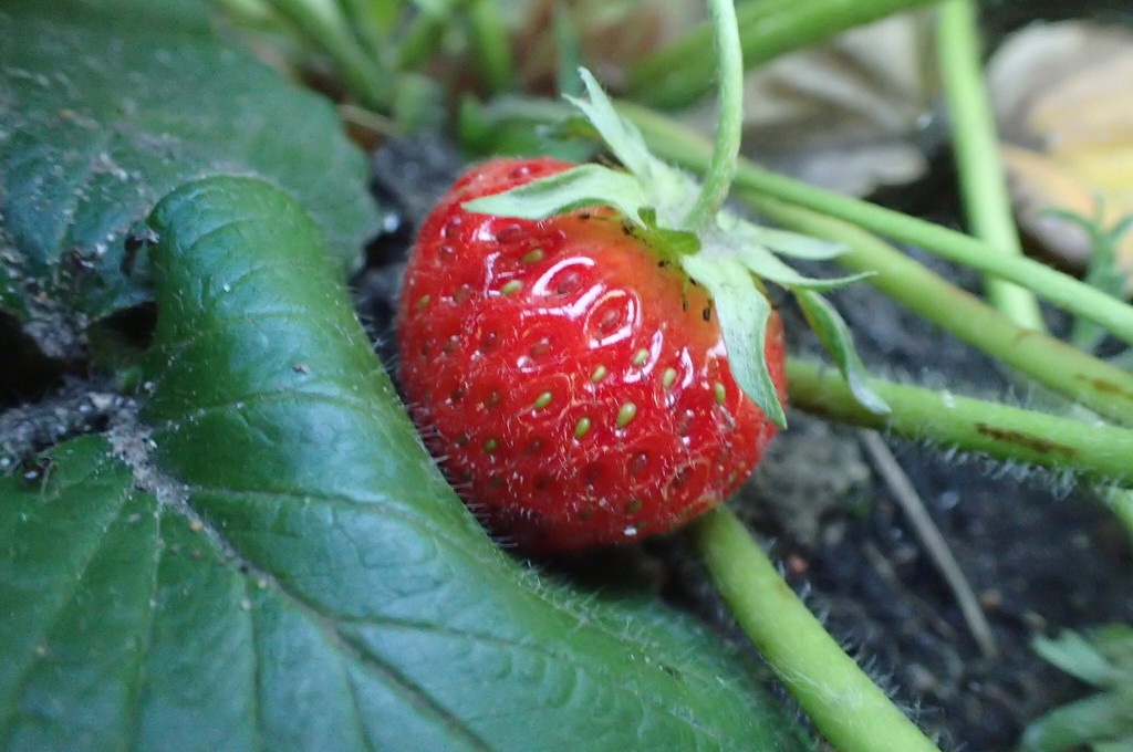 Fresh Strawberry by mattjcuk