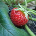Fresh Strawberry by mattjcuk