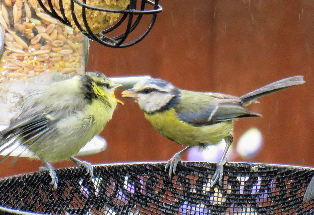 Blue Tit - Mother and Chick by phil_sandford