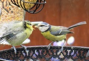 10th Jun 2017 - Blue Tit - Mother and Chick