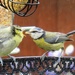 Blue Tit - Mother and Chick by phil_sandford